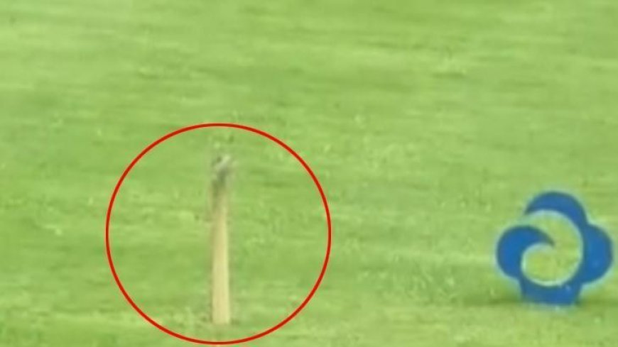 Golf deliğinden çıkan hayrete düşürdü! Gördüğüne inanamadı