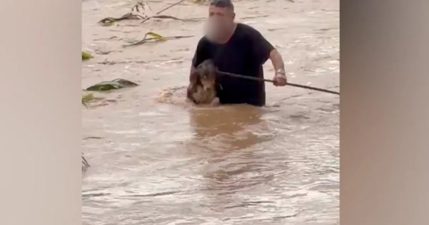 Sel sularında canını hiçe saydı: Köpekleri böyle kurtardı