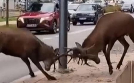 Trafik kilitlendi… Sürücüler gözlerine inanamadı! Kentin göbeğinde dev kapışma