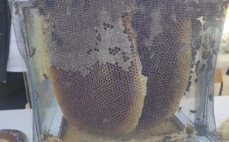 El değmeden üretiliyor, 1 kilogramı 400 bin liraya satıldı