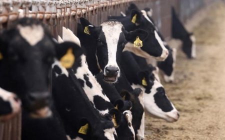 Benzeri görülmemiş bir yayılım: Geviş getiren hayvanlarda korkutan salgın alarmı!