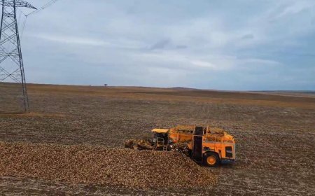 Tekirdağ'da şeker pancarında dekar başına 10 ton verim elde edildi