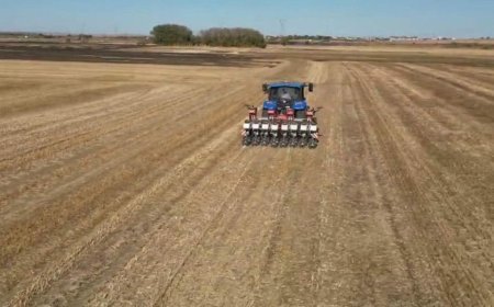 Tekirdağ'da 170 dönüm anıza kanalo ekildi
