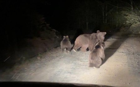 Mantar toplamaya giderken ayı ailesiyle karşılaştılar