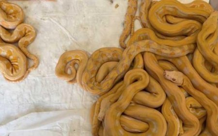 Kapıkule'de ortaya çıktı! Tam 67 canlı piton... Cezası ağır oldu