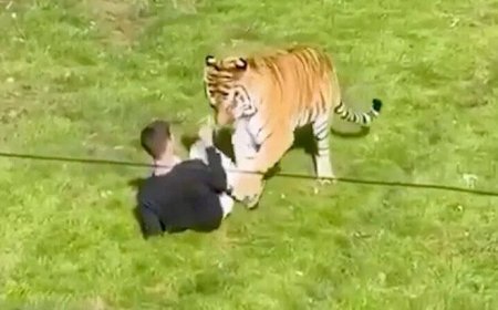 Bengal kaplanının bölümüne girdi... Hayvanat bahçesinde kan donduran dehşet kamerada