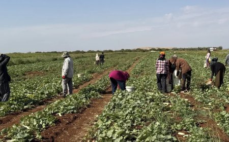 İşçiler günlük bin 300 TL alıyor. Toplandıktan sonra turşu yapılıyor