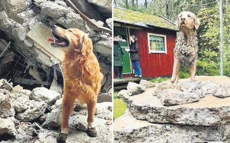 Hatay’da 18 canı kurtarmıştı! İsveç’e heykeli dikildi
