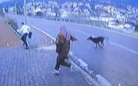 Bursa'da köpek dehşeti! Kaçmaya çalışan çocuk bacağını kırdı