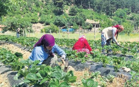 Bakanlıktan 65.5 milyar liralık kırsal kalkınma paketi | Kadın çiftçiler için projelere tam destek