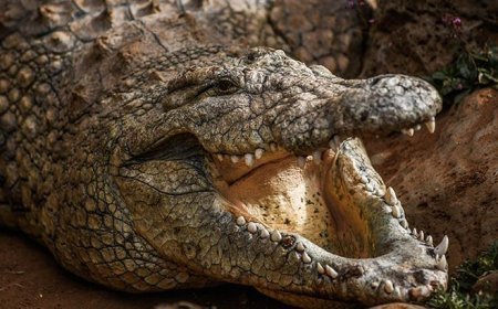 Gölet kenarında dehşet! Timsah balık tutan kişiye saldırıp suya çekti