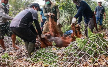 Endonezya'da kırmızı alarm: Zehirli yangınlardan düzinelerce orangutan kurtarıldı