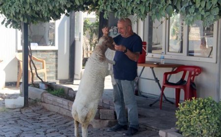 9 aylık kuzu, sahibinin yanından ayrılmıyor! Şanlıurfa'da sıra dışı dostluk
