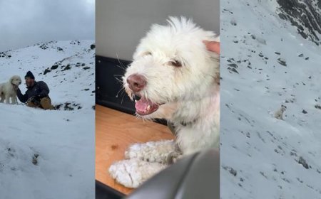 Zamanla yarıştılar: Çığın altında kalan köpek 2 gün sonra kurtarıldı