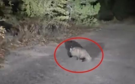 Aracıyla ilerlerken karşılaştı! Karabük'te heyecanlandıran anlar: Yolda böyle görüntülendi