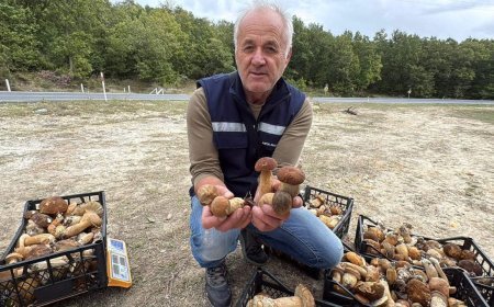 Istranca Ormanları'nda mantar bereketi