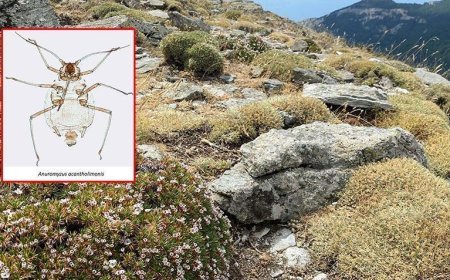 'Kardikeni' üzerinde yaşıyor: Kaz Dağları'nda dünya literatürüne giren keşif