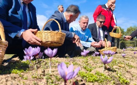 Tek tek toplanıp özenle kurutuluyor. Kilosu 800 bin TL