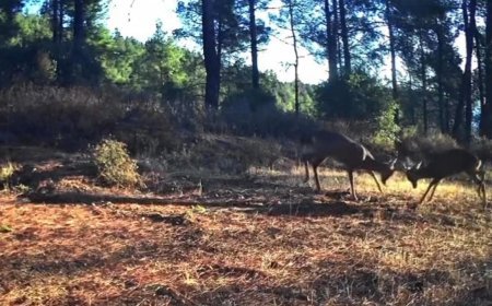 Karacaların boynuz boynuza kavgası fotokapanda