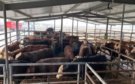 Tekirdağ’da 50 büyükbaş hayvanda kimlik uyuşmazlığı tespit edildi