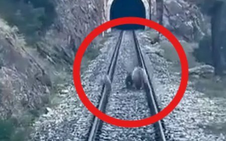 Sivas'ta tren yoluna ayılar çıktı