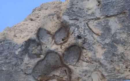 Kütahya'da 4 bin yıllık köpek pati izleri bulundu