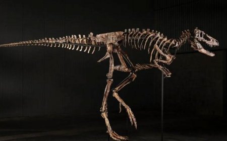 ABD'de dudak uçuklatan satış: Dinozor türüne ait iskelet 47,3 milyon dolara alıcı buldu
