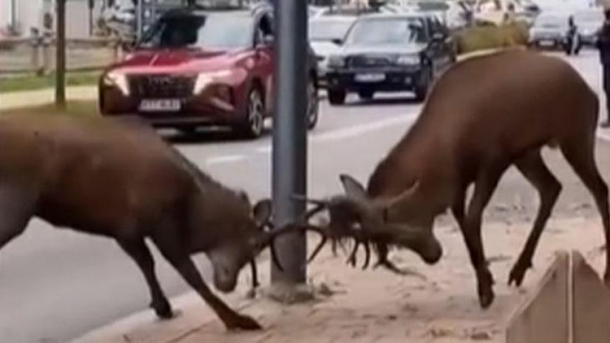 Trafik kilitlendi… Sürücüler gözlerine inanamadı! Kentin göbeğinde dev kapışma