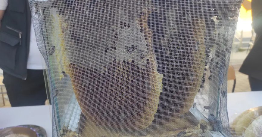 El değmeden üretiliyor, 1 kilogramı 400 bin liraya satıldı