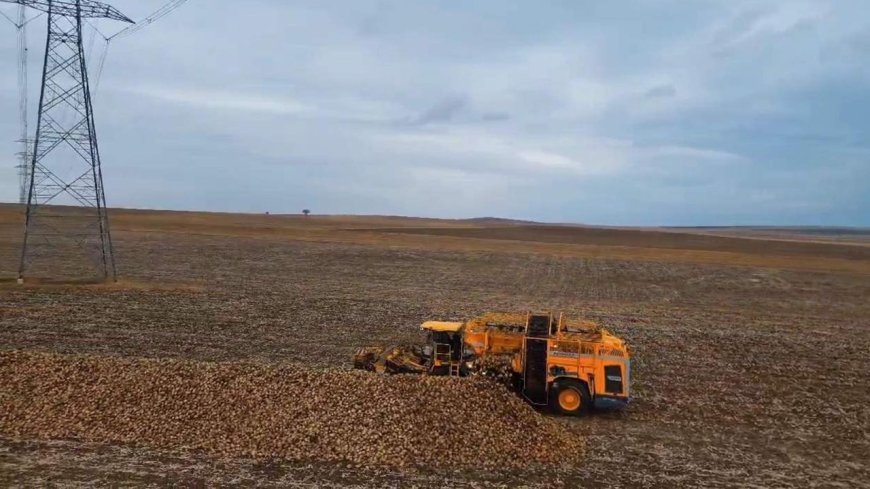 Tekirdağ'da şeker pancarında dekar başına 10 ton verim elde edildi