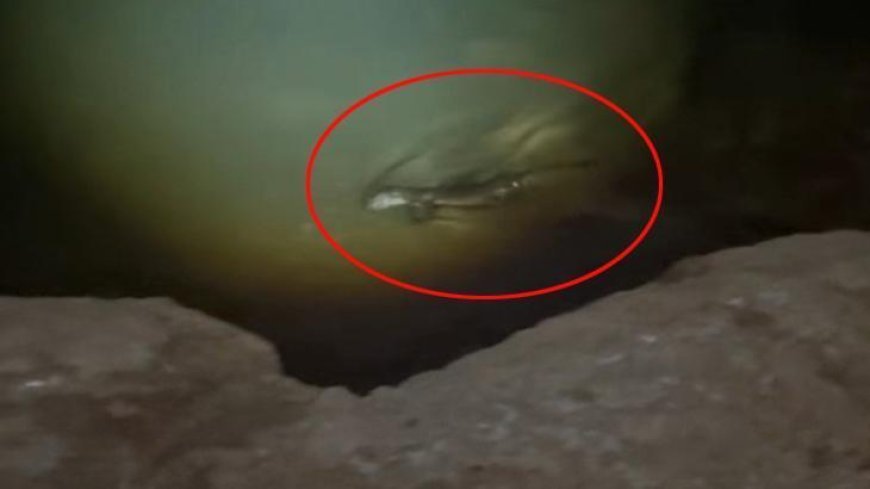 Koruma altındaki gizemli avcı kamerada! Keban Baraj Gölü'nde zifiri karanlıkta avlanırken yakalandı