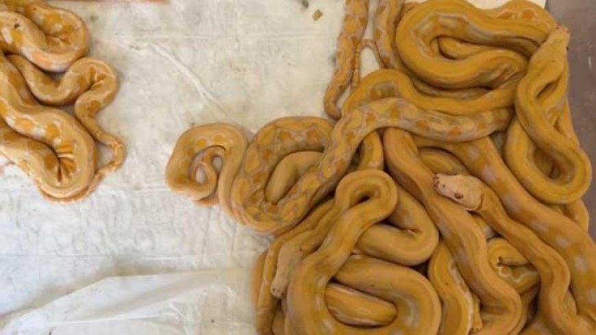 Kapıkule'de ortaya çıktı! Tam 67 canlı piton... Cezası ağır oldu