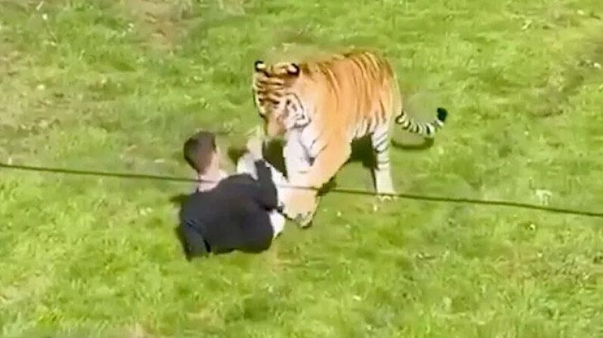 Bengal kaplanının bölümüne girdi... Hayvanat bahçesinde kan donduran dehşet kamerada