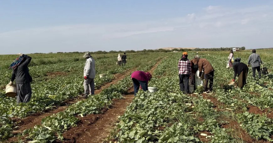 İşçiler günlük bin 300 TL alıyor. Toplandıktan sonra turşu yapılıyor
