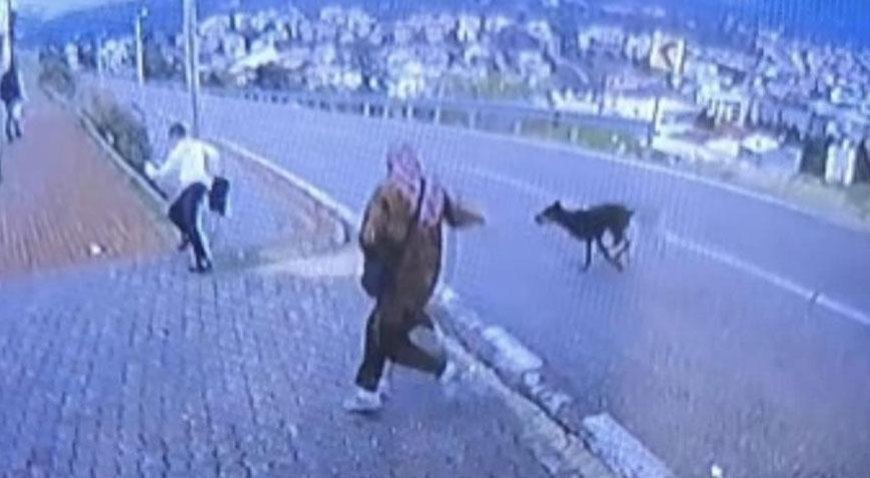 Bursa'da köpek dehşeti! Kaçmaya çalışan çocuk bacağını kırdı