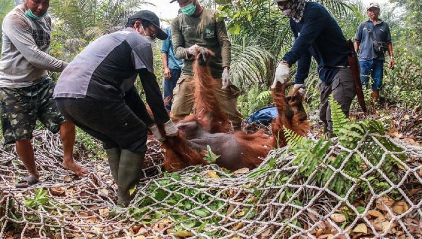 Endonezya'da kırmızı alarm: Zehirli yangınlardan düzinelerce orangutan kurtarıldı