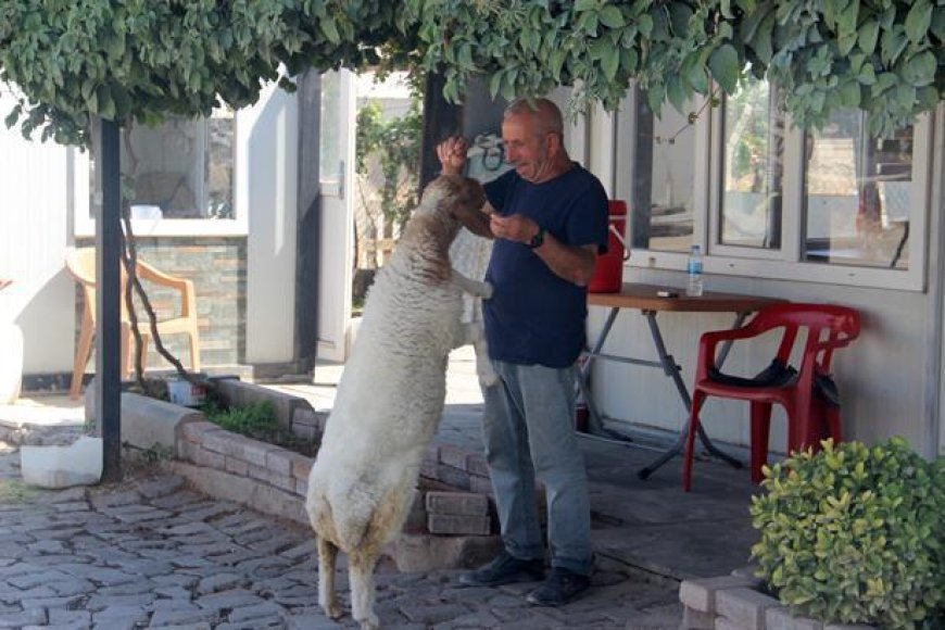 9 aylık kuzu, sahibinin yanından ayrılmıyor! Şanlıurfa'da sıra dışı dostluk