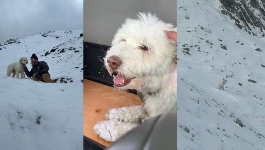 Zamanla yarıştılar: Çığın altında kalan köpek 2 gün sonra kurtarıldı