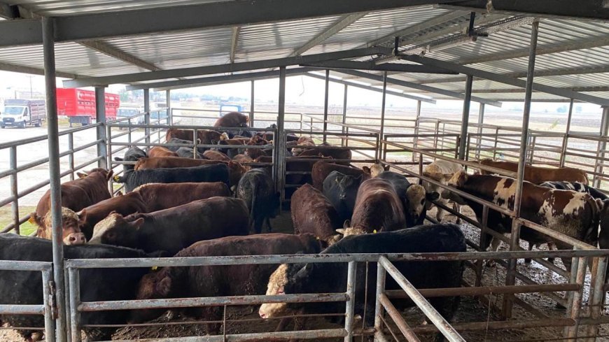 Tekirdağ’da 50 büyükbaş hayvanda kimlik uyuşmazlığı tespit edildi
