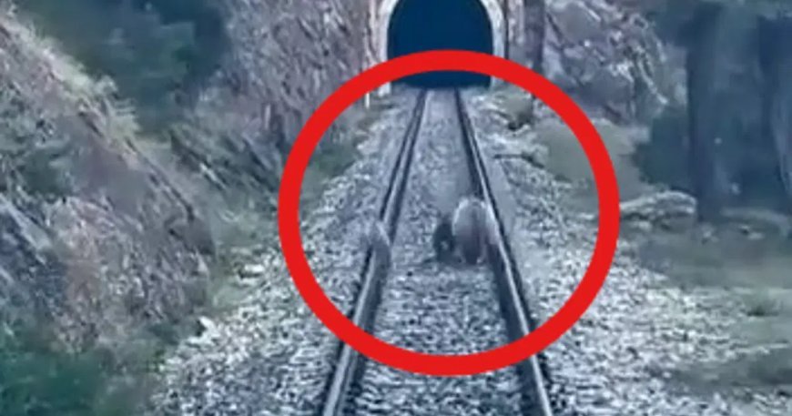 Sivas'ta tren yoluna ayılar çıktı