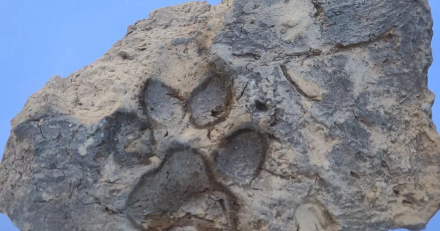 Kütahya'da 4 bin yıllık köpek pati izleri bulundu